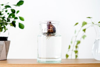 リューズガラス/球根ベース/花瓶(S)の商品写真