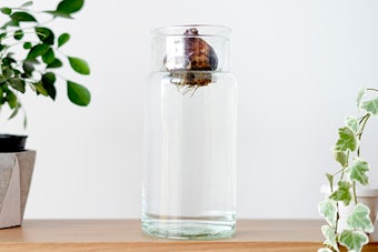 リューズガラス/球根ベース/花瓶(L)の商品写真