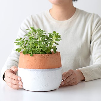 【取り扱い終了】植木鉢/ポエル・M(径15cm)の商品写真