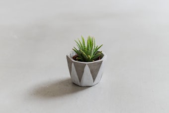 植木鉢/ディノ（径10cm）の商品写真