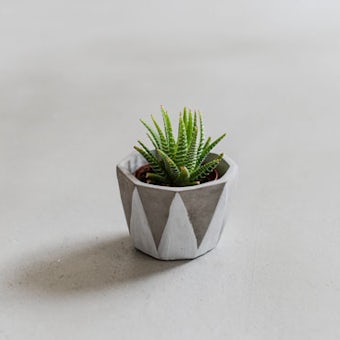 植木鉢/ディノ（径10cm）の商品写真