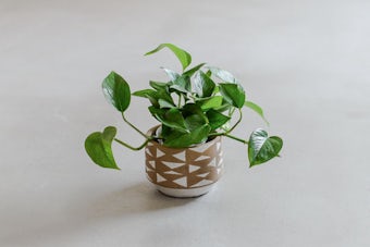 植木鉢/トライアングル・ブラウン（径14cm）の商品写真