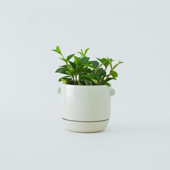 「グリーンひとつから広がる暮らし」陶器の植木鉢（受け皿付き）/ 4号サイズ / ivoryの商品写真